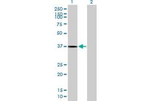 Western Blot analysis of SLC17A3 expression in transfected 293T cell line by SLC17A3 MaxPab polyclonal antibody. (SLC17A3 anticorps  (AA 1-420))