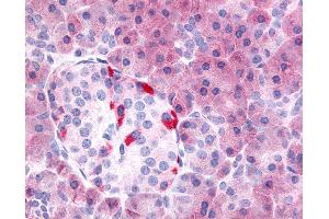 Anti-PDE7B antibody IHC of human pancreas.