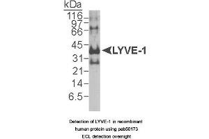 Image no. 2 for anti-Lymphatic Vessel Endothelial Hyaluronan Receptor 1 (LYVE1) (AA 250-322), (C-Term) antibody (ABIN363482)