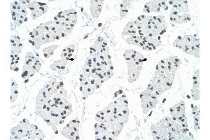 RBM22 antibody was used for immunohistochemistry at a concentration of 4-8 ug/ml to stain Skeletal muscle cells (arrows) in Human Muscle. (RBM22 anticorps  (C-Term))