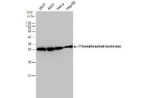 WB Image Triosephosphate isomerase antibody detects Triosephosphate isomerase protein by western blot analysis. (TPI1 anticorps  (C-Term))