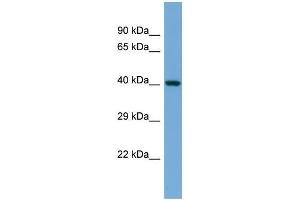 Host:  Rabbit  Target Name:  Ilf2  Sample Type:  Mouse Heart lysates  Antibody Dilution:  1. (ILF2 anticorps  (N-Term))