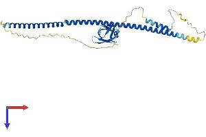 AlphaFold protein structure predicition of Human Recombinant BRMS1L Protein, UniprotID Q5PSV4