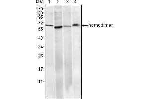 Western blot analysis using Pirh2 mouse mAb against Hela (1), A549 (2), MCF-7 (3) and PC-12 (4) cell lysate. (RCHY1 anticorps)