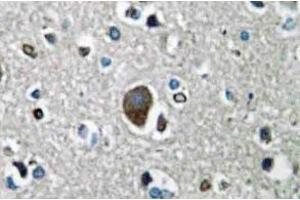 Immunohistochemistry analysis of AKAP149 Antibody in paraffin-embedded human brain tissue. (AKAP1 anticorps)