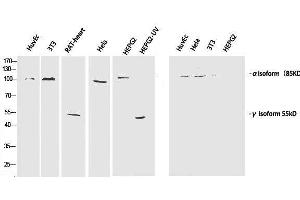 Western Blot analysis of various cells using Phospho-PI 3 kinase p85 alpha /gamma (Tyr467/199) Polyclonal Antibody at dilution of 1:1000 (PI3K p85 alpha/gamma anticorps  (pTyr199, pTyr467))