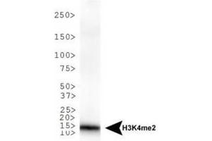 Western Blot of Rabbit Anti-Histone H3 [Dimethyl Lys4] Antibody.