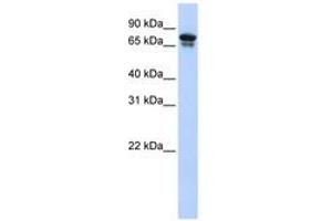 Image no. 1 for anti-Kinesin Family Member 22 (KIF22) (AA 72-121) antibody (ABIN6742416) (KIF22 anticorps  (AA 72-121))