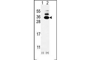 Western blot analysis of C19orf50 (arrow) using rabbit polyclonal C19orf50 Antibody (Center) (ABIN653085 and ABIN2842681). (C19orf50 anticorps  (AA 59-85))