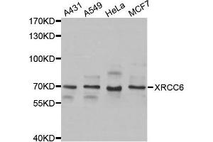 Western blot analysis of extracts of various cell lines, using XRCC6 antibody. (XRCC6 anticorps  (AA 500-600))