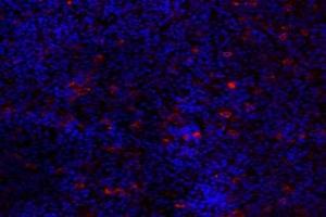 Immunofluorescent analysis of paraformaldehyde-fixed mouse pituitary using GPR120 (ABIN7074942) at dilution of 1: 2000