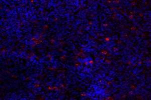 Immunofluorescent analysis of paraformaldehyde-fixed mouse pituitary using GPR120 (ABIN7074942) at dilution of 1: 2000 (O3FAR1 anticorps)