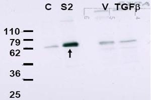 Image no. 1 for anti-SMAD, Mothers Against DPP Homolog 2 (SMAD2) (Internal Region) antibody (ABIN401418) (SMAD2 anticorps  (Internal Region))