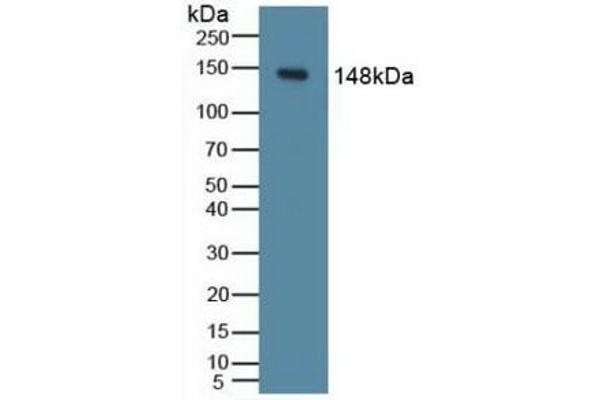 PIK3CD anticorps  (AA 774-1044)
