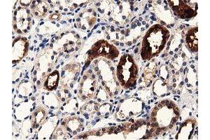Immunohistochemical staining of paraffin-embedded Human Kidney tissue using anti-PRPSAP2 mouse monoclonal antibody. (PRPSAP2 anticorps)
