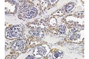 anti-Tripartite Motif Containing 59 (TRIM59) (Internal Region) antibody