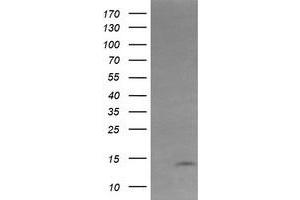 Image no. 2 for anti-Keratin Associated Protein 2-4 (KRTAP2-4) (AA 1-128) antibody (ABIN1490568) (KRTAP2-4 anticorps  (AA 1-128))