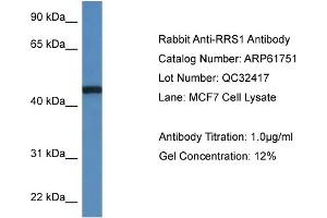 Western Blotting (WB) image for anti-RRS1 Ribosome Biogenesis Regulator (RRS1) (C-Term) antibody (ABIN2788889) (RRS1 anticorps  (C-Term))