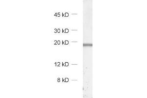 Western Blotting (WB) image for anti-Myosin, Light Chain 2, Regulatory, Cardiac, Slow (MYL2) (AA 3-14) antibody (ABIN1742562)