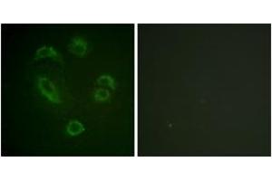 Immunofluorescence analysis of A549 cells, using DAPP1 (Phospho-Tyr139) Antibody.