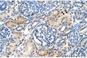 Human kidney (S1PR5 anticorps  (N-Term))