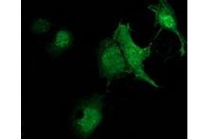 Immunofluorescence (IF) image for anti-Zinc Finger, AN1-Type Domain 2B (ZFAND2B) antibody (ABIN1501808) (ZFAND2B anticorps)