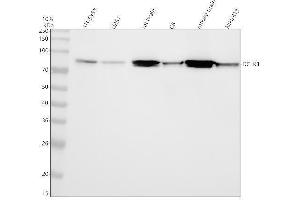 Western blot analysis of DCLK1 using anti-DCLK1 antibody (ABIN7604614).