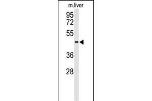 Western blot analysis of CHIA Antibody (N-term) (ABIN653343 and ABIN2842827) in mouse liver tissue lysates (35 μg/lane). (CHIA anticorps  (N-Term))