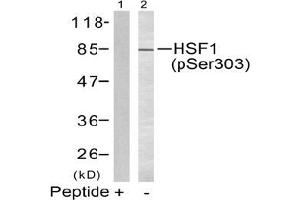 Image no. 2 for anti-Heat Shock Factor Protein 1 (HSF1) (pSer303) antibody (ABIN197025) (HSF1 anticorps  (pSer303))