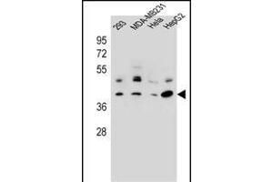 RRAGC Antibody (Center) (ABIN657008 and ABIN2846188) western blot analysis in 293,MDA-M,Hela,HepG2 cell line lysates (35 μg/lane). (GTR2 anticorps  (AA 169-198))