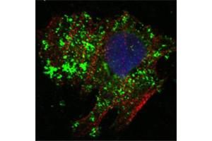 Confocal immunofluorescence analysis of Hela cells using BCL10 antibody (green). (BCL10 anticorps)
