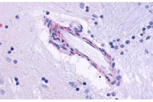 Anti-CHRM5 antibody  ABIN1048446 IHC staining of human brain, vessel.