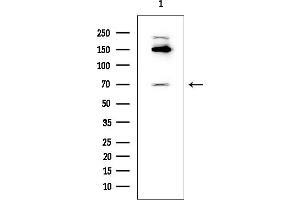 Western blot analysis of lysates from HUVEC cells, using IRF7 Mouse Monoclonal Antibody at 1/1000 dilution.