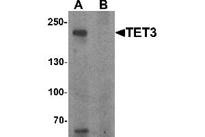 Western blot analysis of TET3 in SK-N-SH cell lysate with TET3 antibody at 1 µg/mL in (A) the absence and (B) the presence of blocking peptide. (TET3 anticorps  (C-Term))