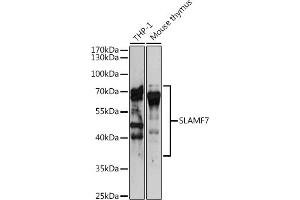 Western blot analysis of extracts of various cell lines, using SL antibody (ABIN6131102, ABIN6147830, ABIN6147832 and ABIN6221466) at 1:3000 dilution. (SLAMF7 anticorps  (AA 23-226))