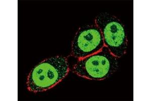Confocal immunofluorescent analysis of SMAD3 antibody with HeLa cells followed by Alexa Fluor 488-conjugated goat anti-rabbit lgG (green).
