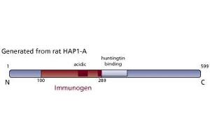 Image no. 1 for anti-Huntingtin Associated Protein 1 (HAP1) (AA 100-289) antibody (ABIN968461)