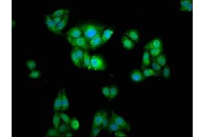 Immunofluorescence staining of HepG2 cells with ABIN7175834 at 1:166, counter-stained with DAPI. (WASF2 anticorps  (AA 243-317))