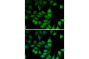 Immunofluorescence analysis of U20S cell using POLR2H antibody. (POLR2H anticorps)