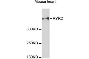 Western blot analysis of extracts of mouse heart, using RYR2 antibody (ABIN5970123) at 1:3000 dilution. (RYR2 anticorps)