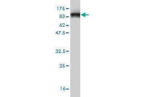 Western Blot detection against Immunogen (78. (HDAC1 anticorps  (AA 1-482))