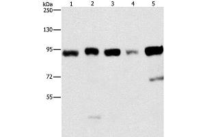 Western Blot analysis of Raji and 231 cell, hepG2, hela and 293T cell using IMMT Polyclonal Antibody at dilution of 1:270 (IMMT anticorps)