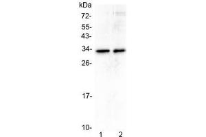 Western blot testing of human 1) A431 and 2) U-2 OS cell lysate with MED6 antibody at 0. (MED6 anticorps)