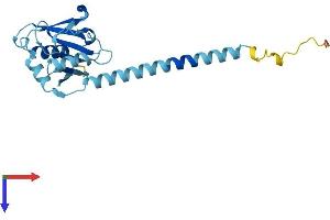 AlphaFold protein structure predicition of Mouse Recombinant Ccdc25 Protein, UniprotID Q78PG9