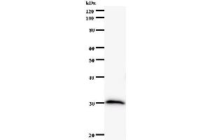 Western Blotting (WB) image for anti-SRY (Sex Determining Region Y)-Box 12 (SOX12) antibody (ABIN932194)