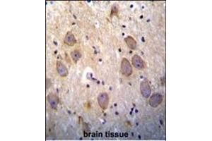 cI (BIRC3) antibody (N-term) (ABIN390069 and ABIN2840593) immunohistochemistry analysis in formalin fixed and paraffin embedded human brain tissue followed by peroxidase conjugation of the secondary antibody and DAB staining.