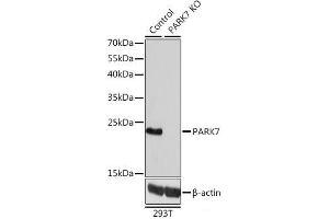 Western blot analysis of extracts from normal (control) and PARK7 knockout (KO) 293T cells using PARK7 Polyclonal Antibody at dilution of 1:1000. (PARK7/DJ1 anticorps)