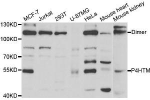Western Blotting (WB) image for anti-Prolyl 4-Hydroxylase, Transmembrane (Endoplasmic Reticulum) (P4HTM) antibody (ABIN1877129) (P4HTM anticorps)