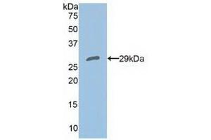 Western blot analysis of recombinant Human PRDX4. (Peroxiredoxin 4 anticorps  (AA 6-249))