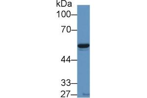 Detection of VF in Porcine Heart lysate using Polyclonal Antibody to Visfatin (VF) (NAMPT anticorps  (AA 1-491))